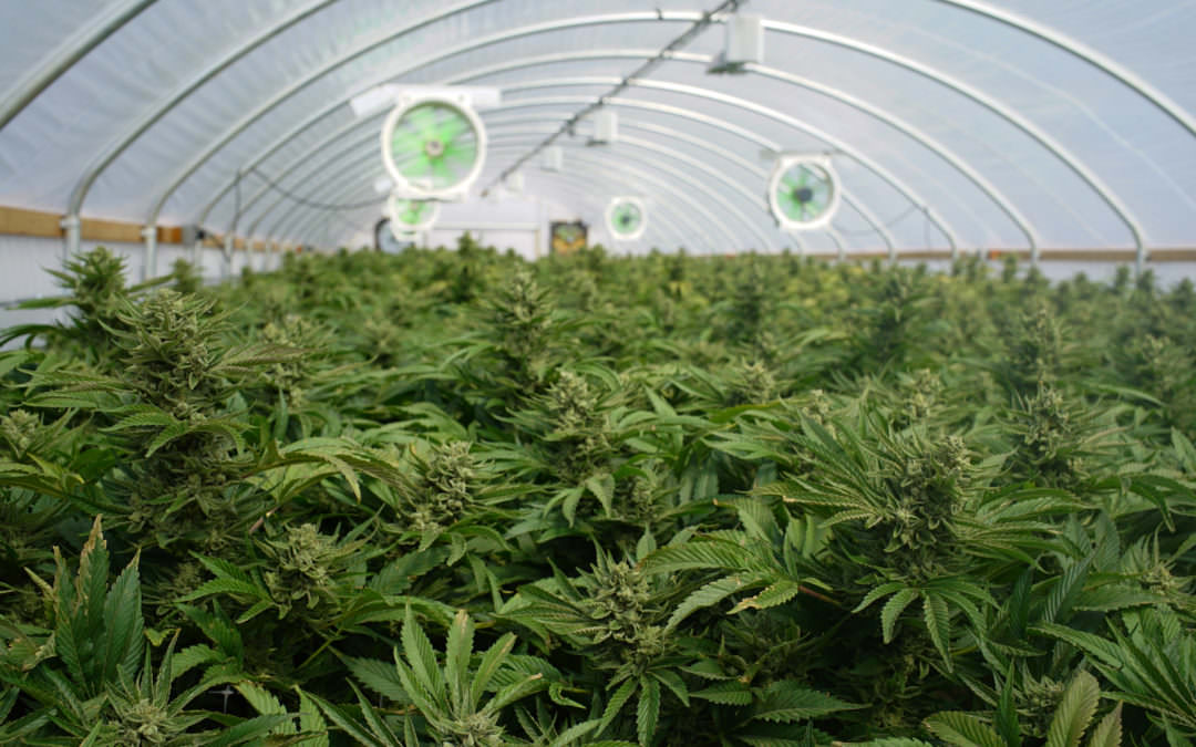 Where There’s Smoke, There’s A Claim: Potential RICO Suits Against Marijuana Grows and Supporting Businesses
